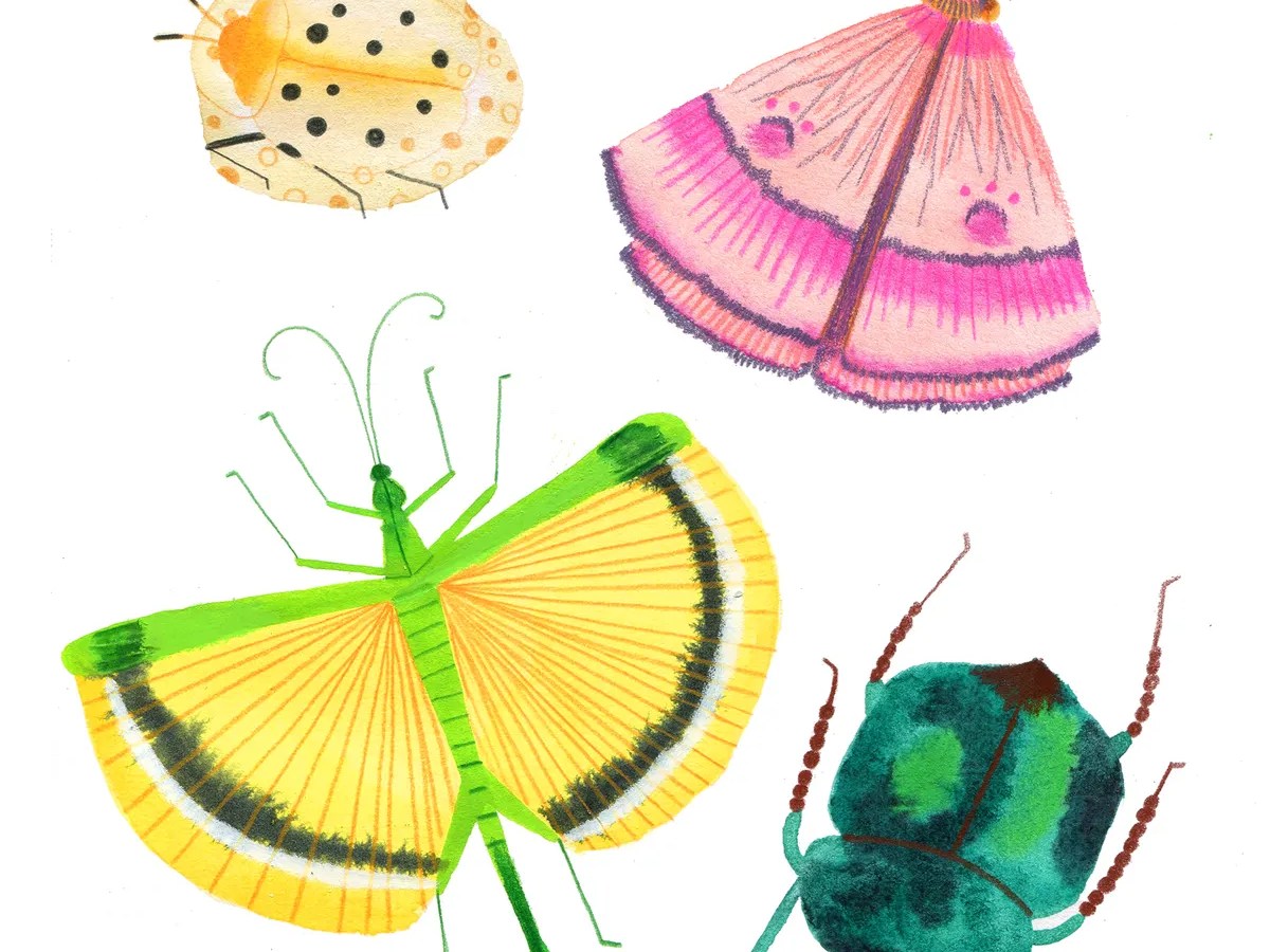 I love bugs – and it’s time I spoke up on their&nbsp;behalf